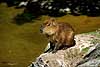 Capivar Hydrochoerus hydrochaeris    mammals 