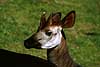 Okapi Okapia johnstoni    mammals 
