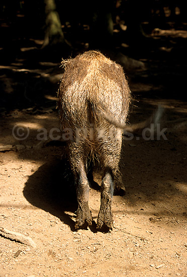 Vildsvin; Sus scrofa; Ardennerne; Belgien; Europa; pattedyr; 