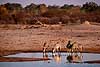 Burchells Zebra at waterhole Equus burchelli Hwange NP Zimbabwe Africa mammals 
