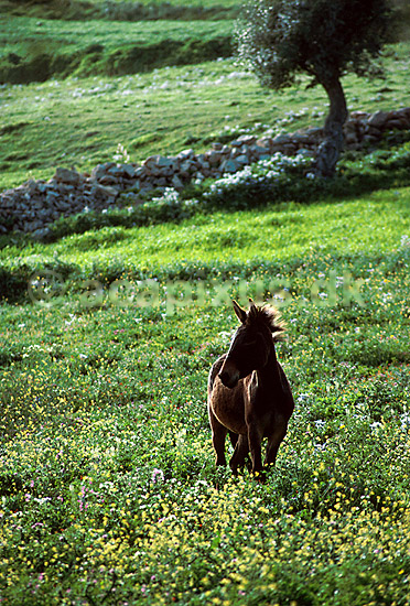 Muldyr p� blomstereng; Equus asinus x Equus caballus; ; Tunesien; Afrika; pattedyr; 