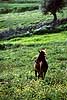 Mule on grass field Equus asinus x Equus caballus  Tunesia Africa mammals 