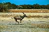 Great kudu galloping across the savana Tragelaphus strepsiceros Moremi NP Botswana Africa mammals 
