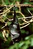 Spectacled flying fox Pteropus conspicillatus  Australia Australia mammals 