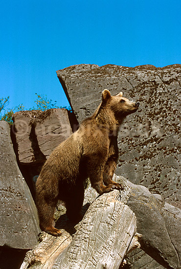 Brun bj�rn; Ursus arctos; ; ; ; pattedyr; 