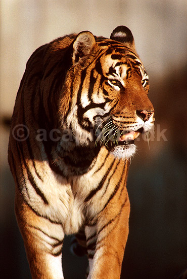 Tiger; Panthera tigris; ; ; ; pattedyr; 