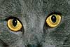 Domestic cat Felis catus    mammals cats preditors duchesne 