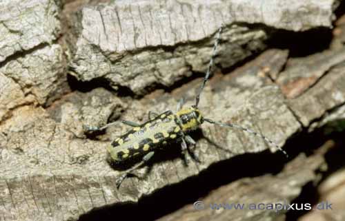 Tr�buk; Saperda scalaris, Cerambycidae; �land; Sverige; ; insekter; 