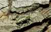  Saperda scalaris, Cerambycidae �land Sweden  insects 