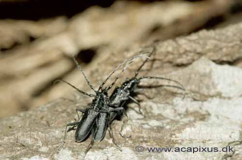V�vere (tr�bukke) k�mper om parringsret; Lamina textor, Cerambycidae; �land; Sverige; ; insekter; 