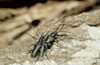  Lamina textor, Cerambycidae �land Sweden  insects 