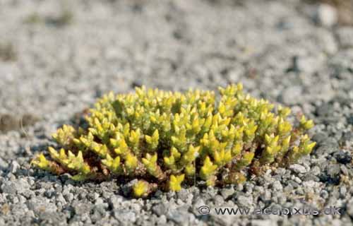 Bidende Stenurt; Sedum acre; �land; Sverige; ; planter; 