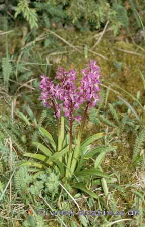 Tyndakset g�geurt; Orchis mascula mascula; �land; Sverige; ; planter; 