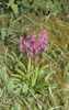  Orchis mascula mascula �land Sweden  plants 