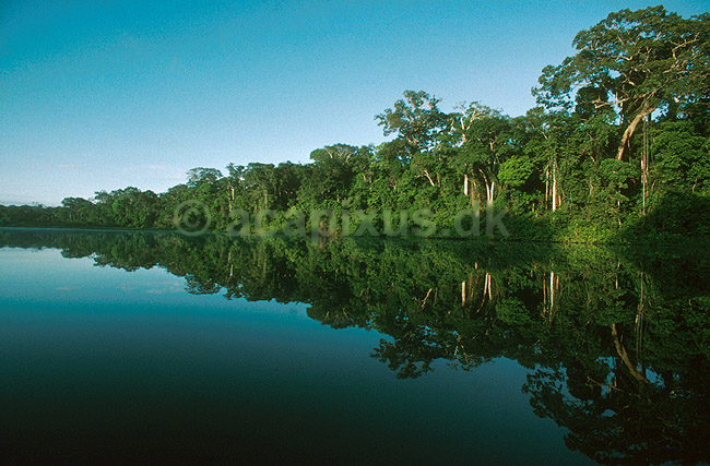 Lago Cocococha, oxbow s�, n�r lodgen Explorers Inn.; ; Tambopata-Candamo Reserve / Amazonas; Peru; Syd Amerika; ; 