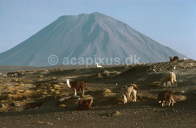 Alpacaer foran Volcan Misti.; Lama pacos, Camelidae; Volcan Misti / Arequipa; Peru; Syd Amerika; pattedyr; 