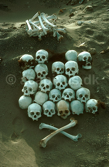Chauchilla gravpladsen n�r Nazca. Skeletter og kranier blotlagt pga sandflugt; ; Nazca; Peru; Syd Amerika; ; 