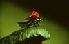 Toplettet marieh�ne letter Adalia bipunctata, Cocconilidae    insekter 