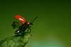 Liljebille parat til at flyve Lilioceris lilii, Chrysomelidae    insekter 