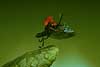 Liljebille parat til at flyve Lilioceris lilii, Chrysomelidae    insekter 