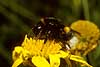 Lundhumle, Humlebi p� blomst med pollen Bombus lucorum, Apoidea    insekter 