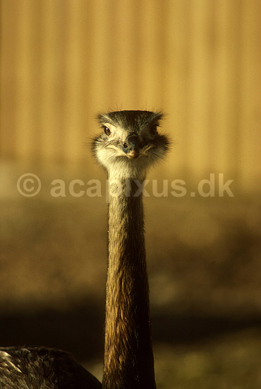 Nandu; Rhea americana, Rheidae; ; ; ; fugle; 