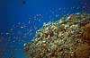 Goldfish scalefin anthias <br>Koralrev ved Coral Beach Anthias squamipinnis, Serranidae Red Sea / Eilat Israel Asien fish undervands