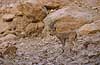 Nubisk stenbuk Capra ibex nubiana, Bovidae Ein Gedi Israel Asien pattedyr 