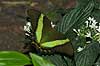 Gr�nb�ndet Svalehale fra Malaysia og Philipinerne Papilio palinurus    insekter sommerfugle