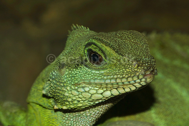 Gr�n vandagame; Psysignatus cocincinus, Agamidae; ; ; ; krybdyr; 