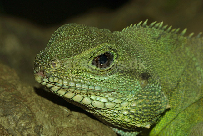 Gr�n vandagame; Psysignatus cocincinus, Agamidae; ; ; ; krybdyr; 