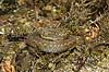 Common viper Vipera berus, Viperidae    reptiles adder snakes