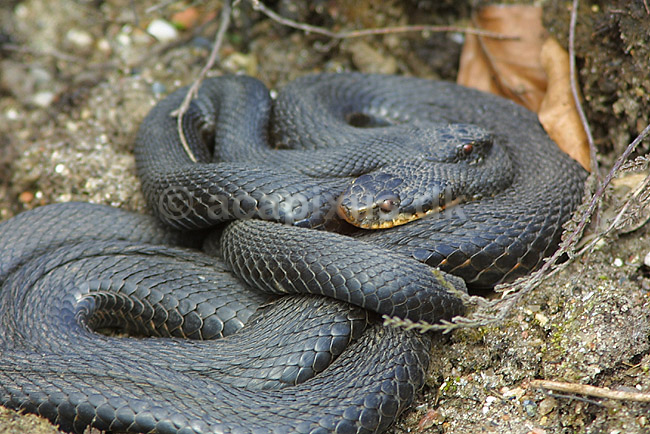 Almindelig hugorm, sort form; Vipera berus, Viperidae; ; ; ; krybdyr; hugorme slanger