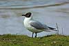 H�ttem�ge Larus ridibundus, Laridae    fugle 