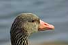 Gr�g�s - portr�t Anser anser, Anatidae    fugle n�b g�s