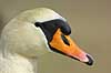 Knopsvane - portr�t Cygnus olor, Anatidae    fugle 
