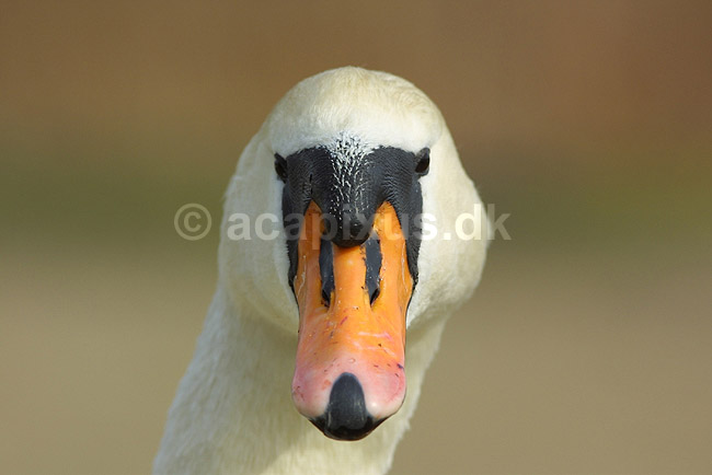 Knopsvane - portr�t; Cygnus olor, Anatidae; ; Danmark; ; fugle; 