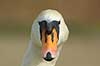 Mute swan Cygnus olor, Anatidae  denmark  birds 