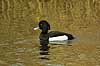 Troldand Aythya fuligula, Anatidae    fugle 
