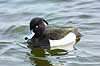 Troldand Aythya fuligula, Anatidae    fugle 