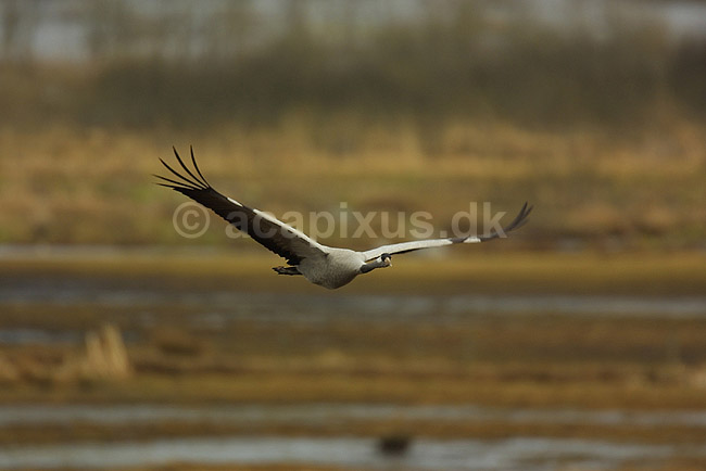 Trane flyver til dansepladsen ved Hornborga S�en; Grus grus, Gruidae; Lake Hornborga; Sverige; ; fugle; 