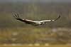 Crane flying to Lake Hornborga Grus grus, Gruidae Lake Hornborga Sweden  birds 