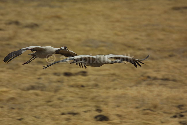 Traner flyver til dansepladsen ved Hornborga S�en; Grus grus, Gruidae; Lake Hornborga; Sverige; ; fugle; 