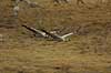 Cranes flying to Lake Hornborga Grus grus, Gruidae Lake Hornborga Sweden  birds 