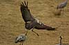 Crane landing at Lake Hornborga Grus grus, Gruidae Lake Hornborga Sweden  birds 