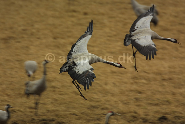 Traner lander ved dansepladsen ved Hornborga S�en; Grus grus, Gruidae; Lake Hornborga; Sverige; ; fugle; 