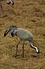 Crane at Lake Hornborga Grus grus, Gruidae Lake Hornborga Sweden  birds 