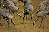 Cranes eating at Lake Hornborga Grus grus, Gruidae Lake Hornborga Sweden  birds 