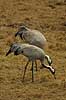 Cranes eating at Lake Hornborga Grus grus, Gruidae Lake Hornborga Sweden  birds 