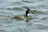 Grebe Podiceps cristatus, Podicipedidae    birds 